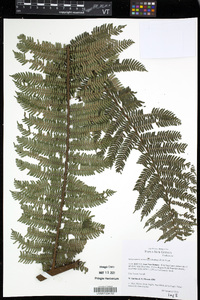 Cyathea womersleyi image