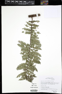 Cyathea womersleyi image