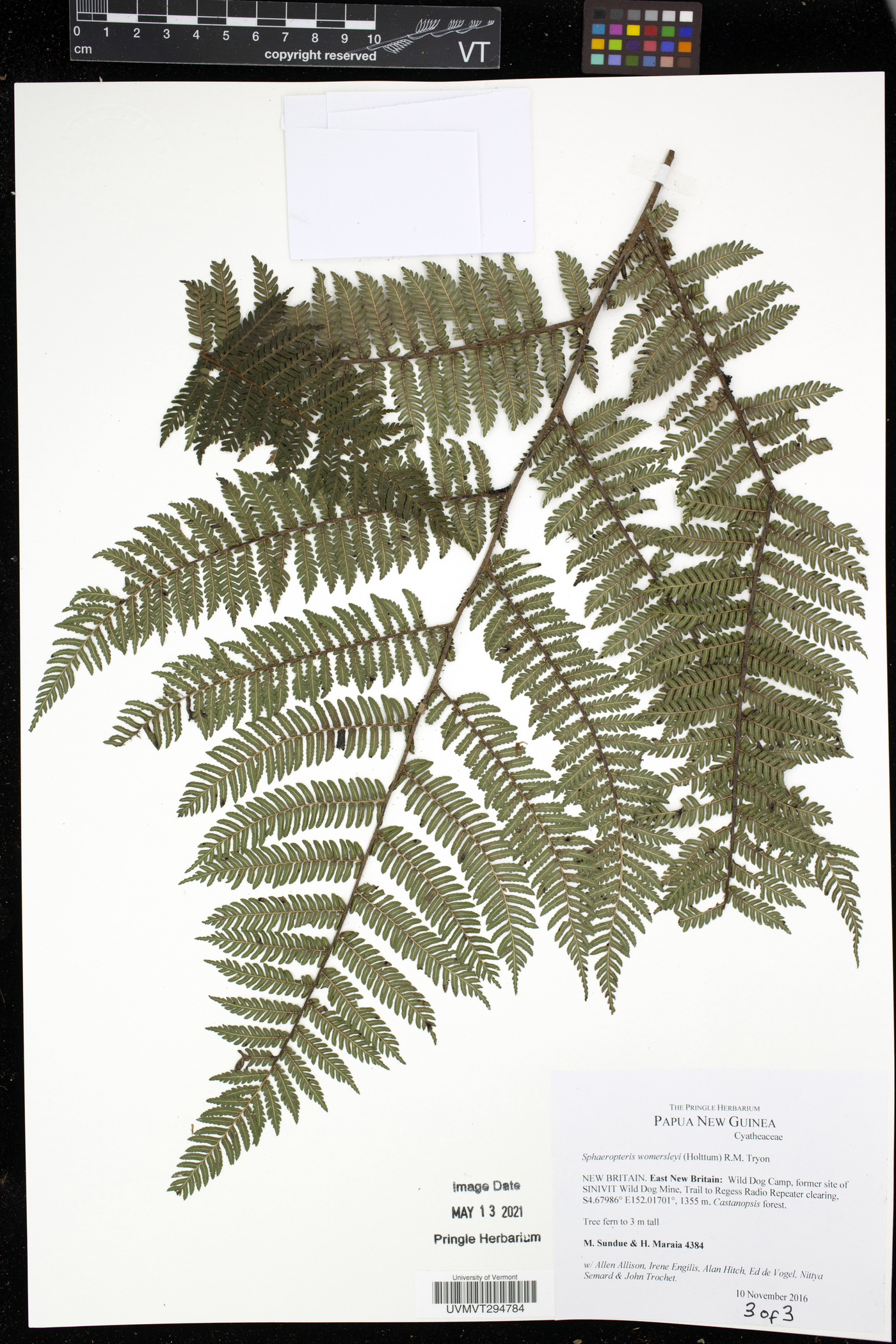 Cyathea womersleyi image