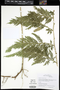 Selaginella rechingeri image