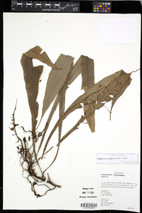 Asplenium scolopendrioides image