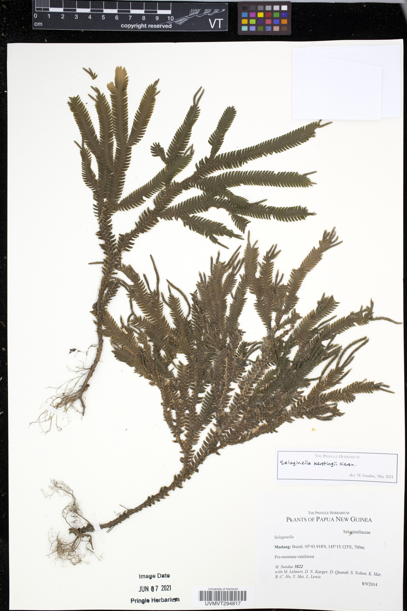 Selaginella kerstingii image