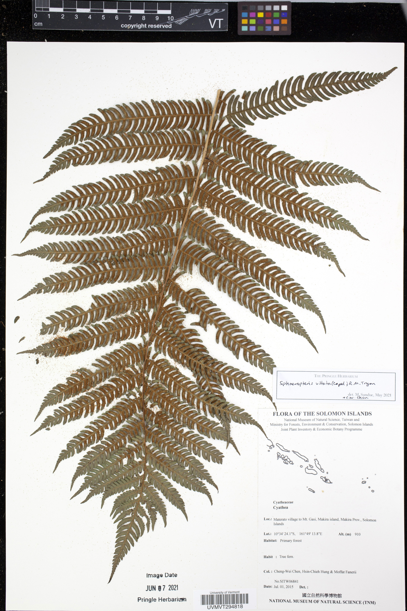 Cyathea vittata image