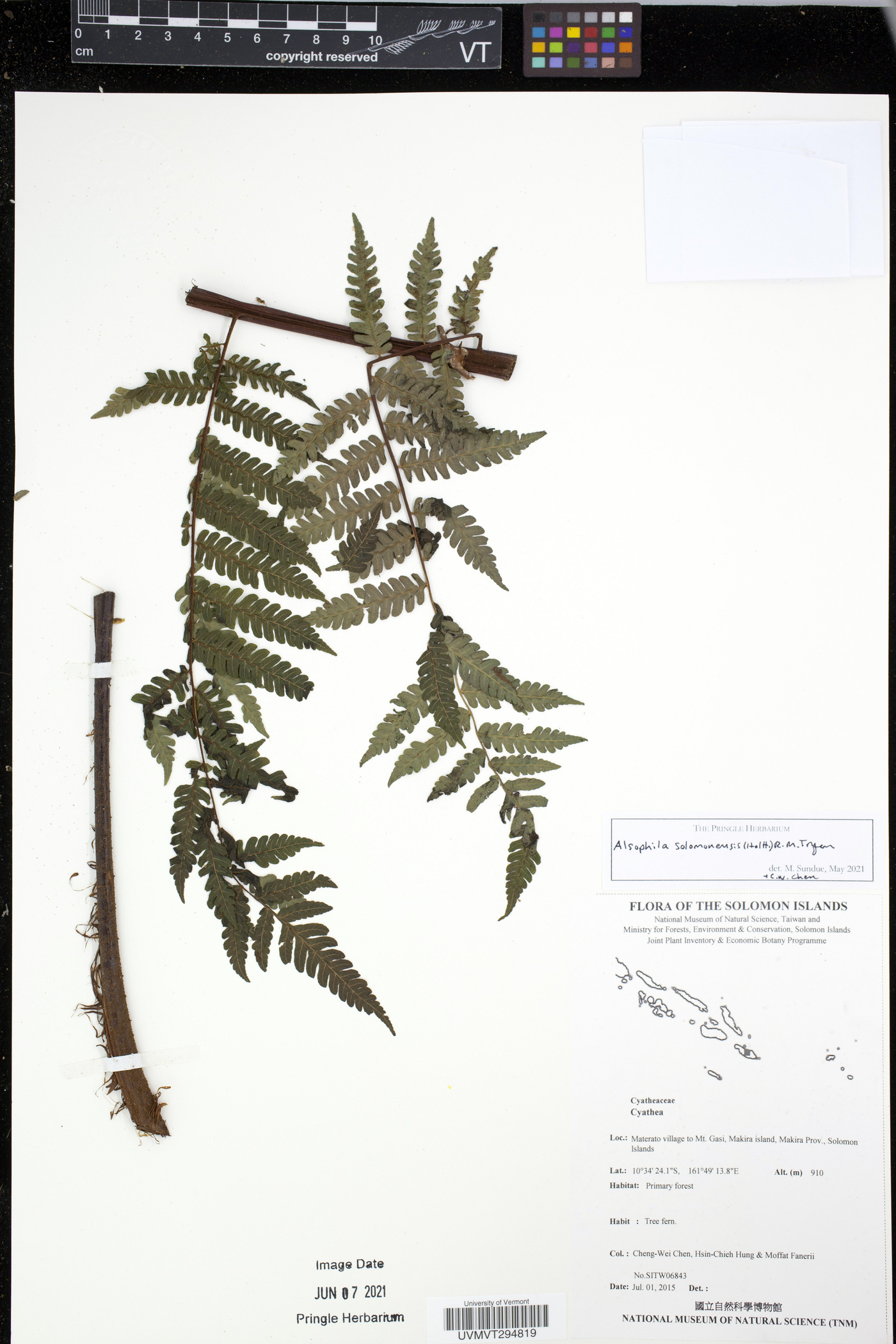 Cyathea solomonensis image