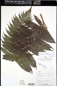 Cyathea vittata image