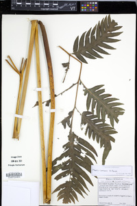 Pteris comans image