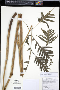 Pteris comans image