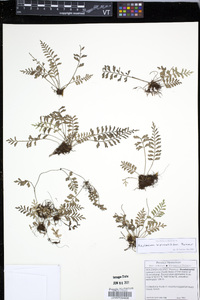 Asplenium bipinnatifidum image