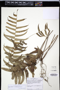 Nephrolepis biserrata image