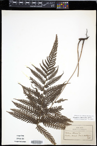 Steiropteris clypeolutata image