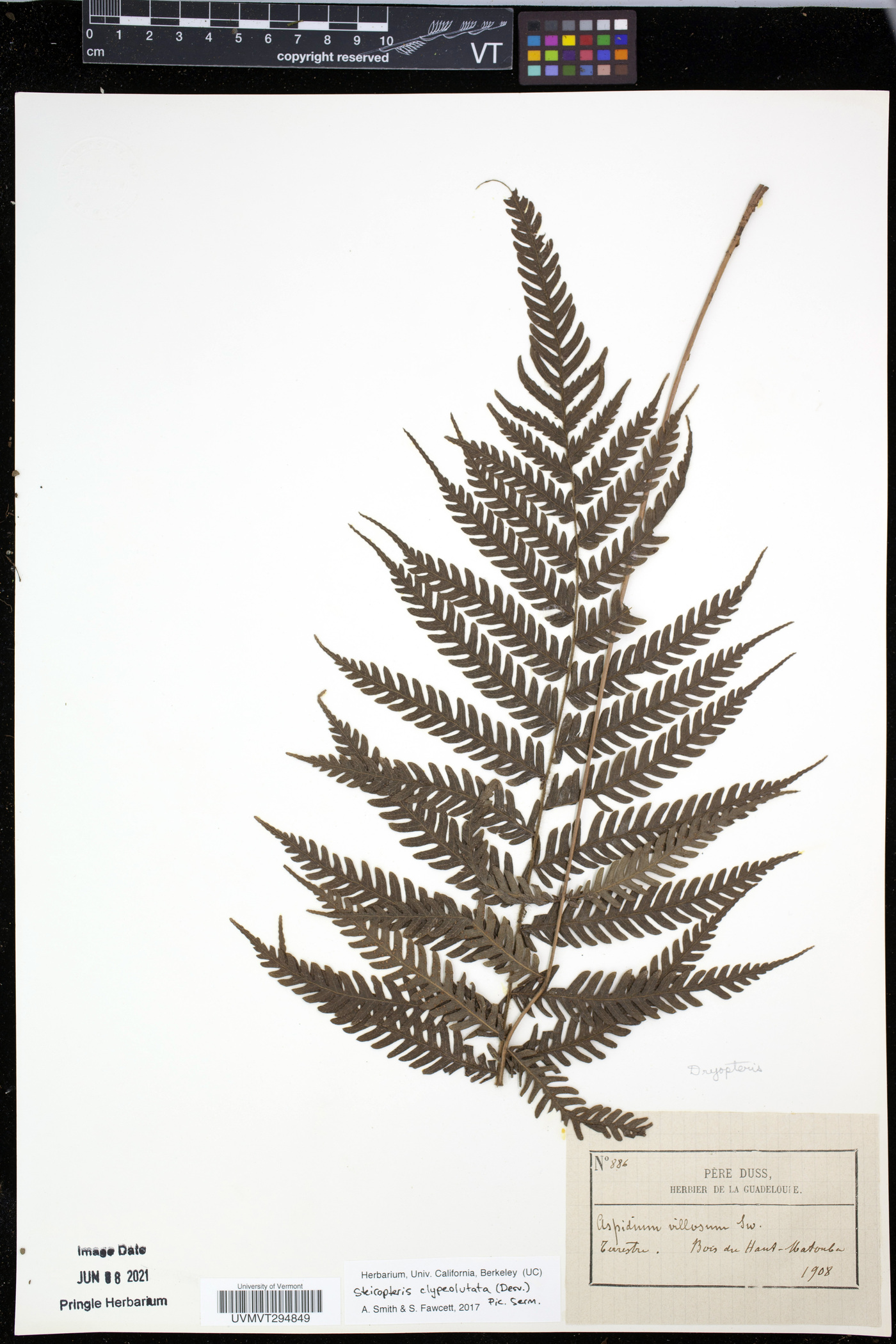 Steiropteris clypeolutata image