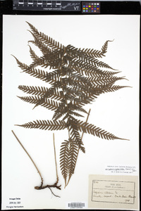 Steiropteris clypeolutata image