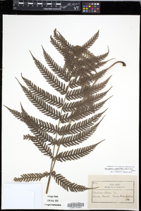 Steiropteris clypeolutata image