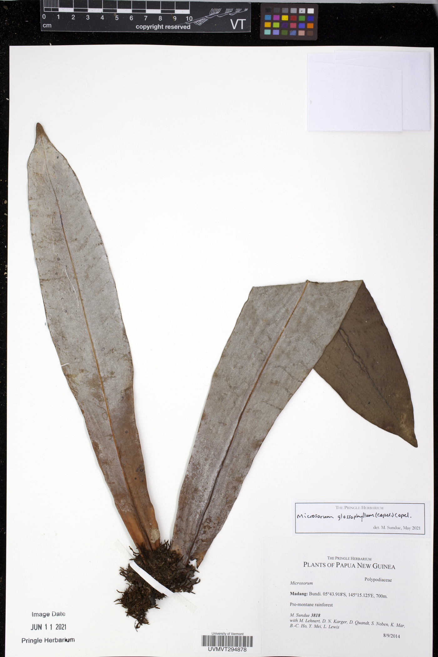Microsorum glossophyllum image