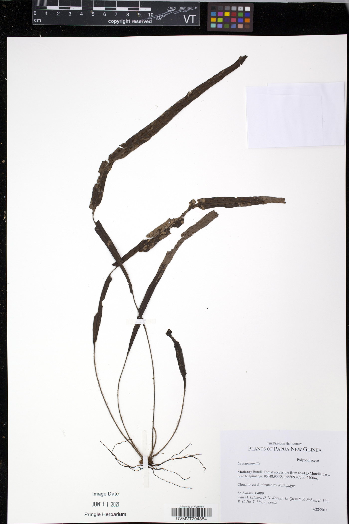 Oreogrammitis scabristipes image