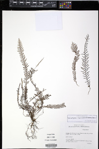 Tomophyllum bipinnatifidum image