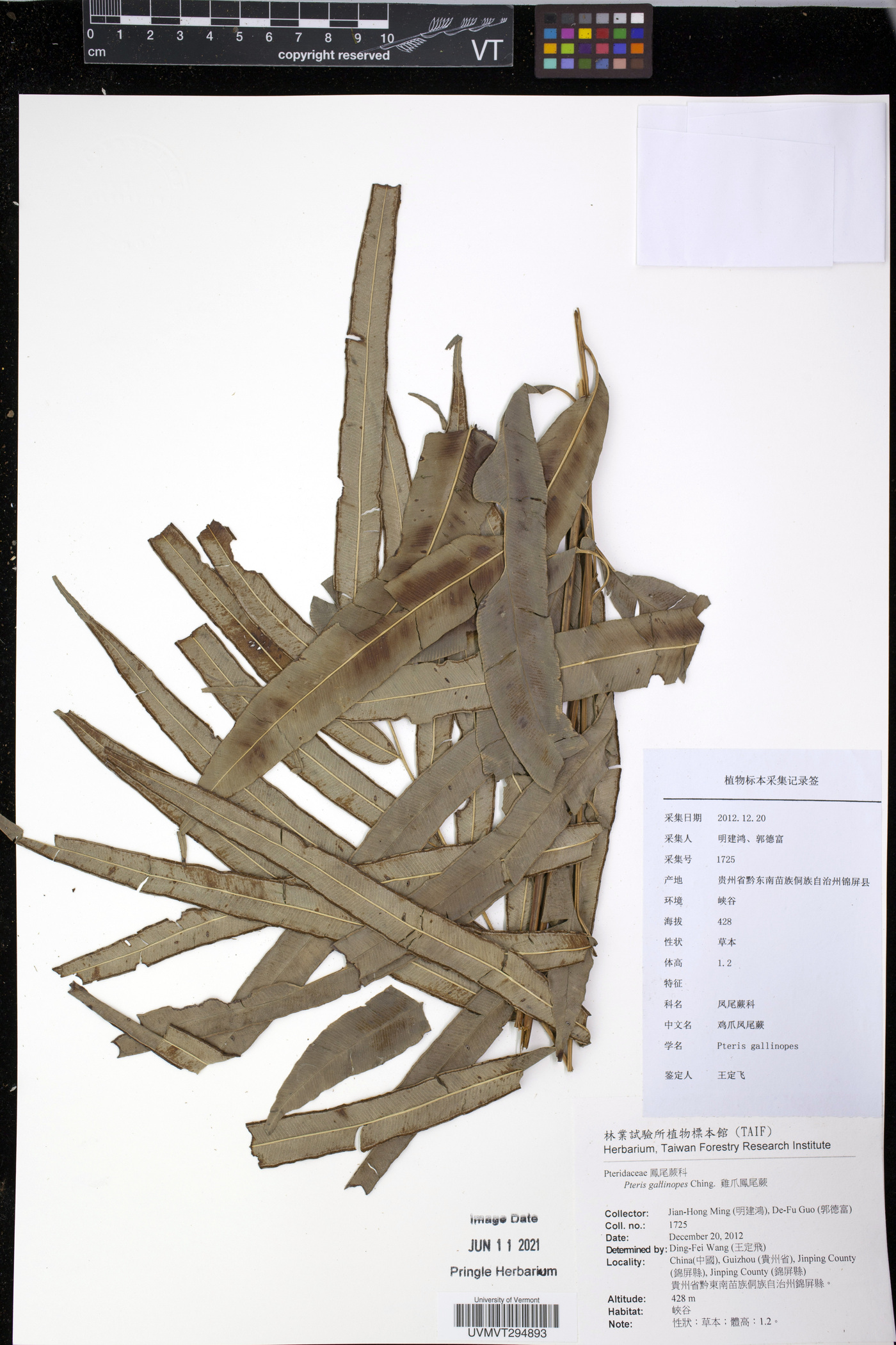 Pteris gallinopes image