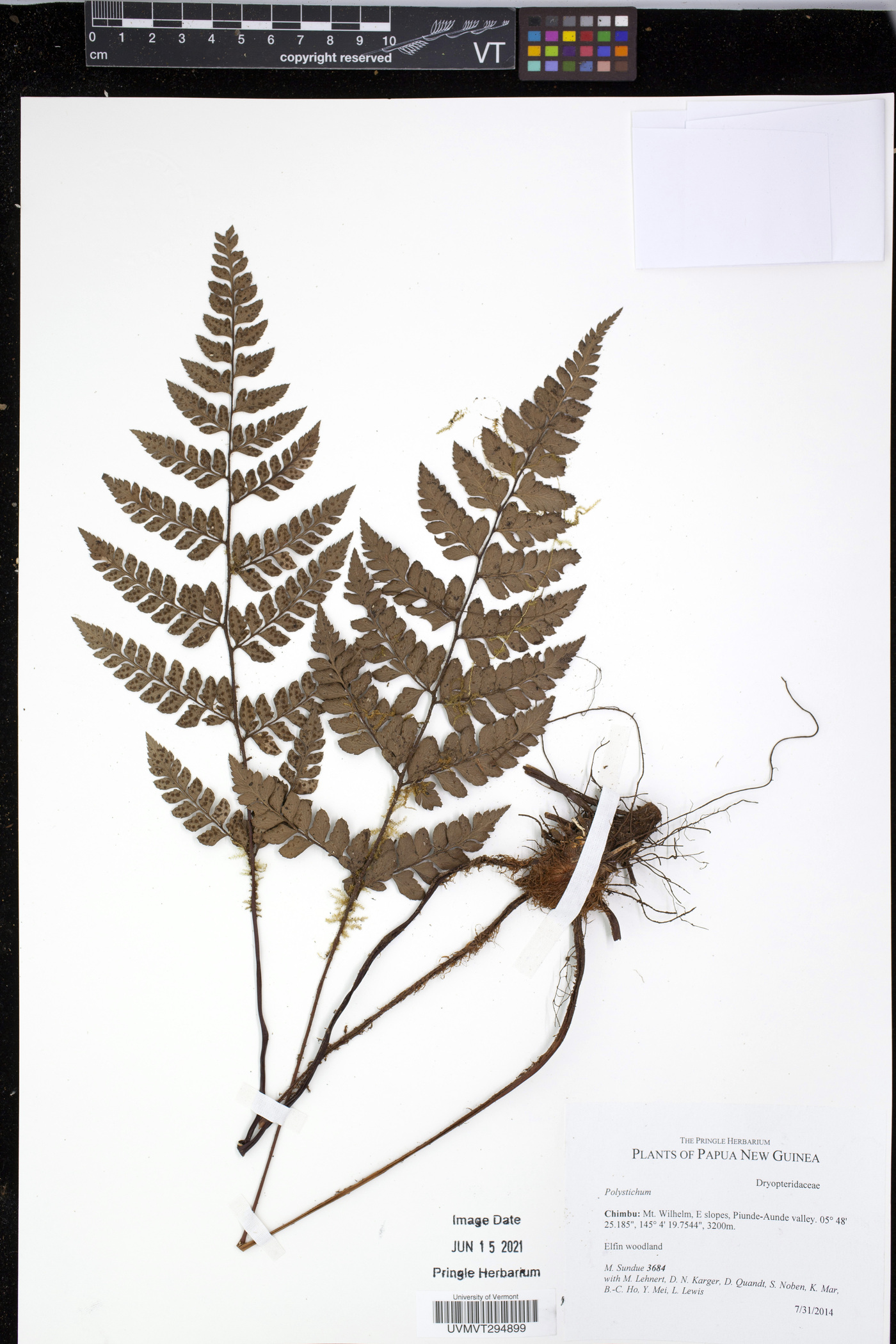 Polystichum tortuosum image