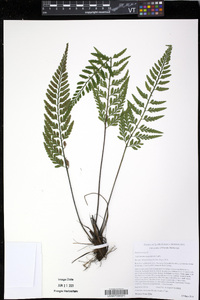 Asplenium cuspidatum image