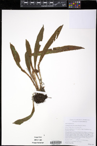 Elaphoglossum auricomum image