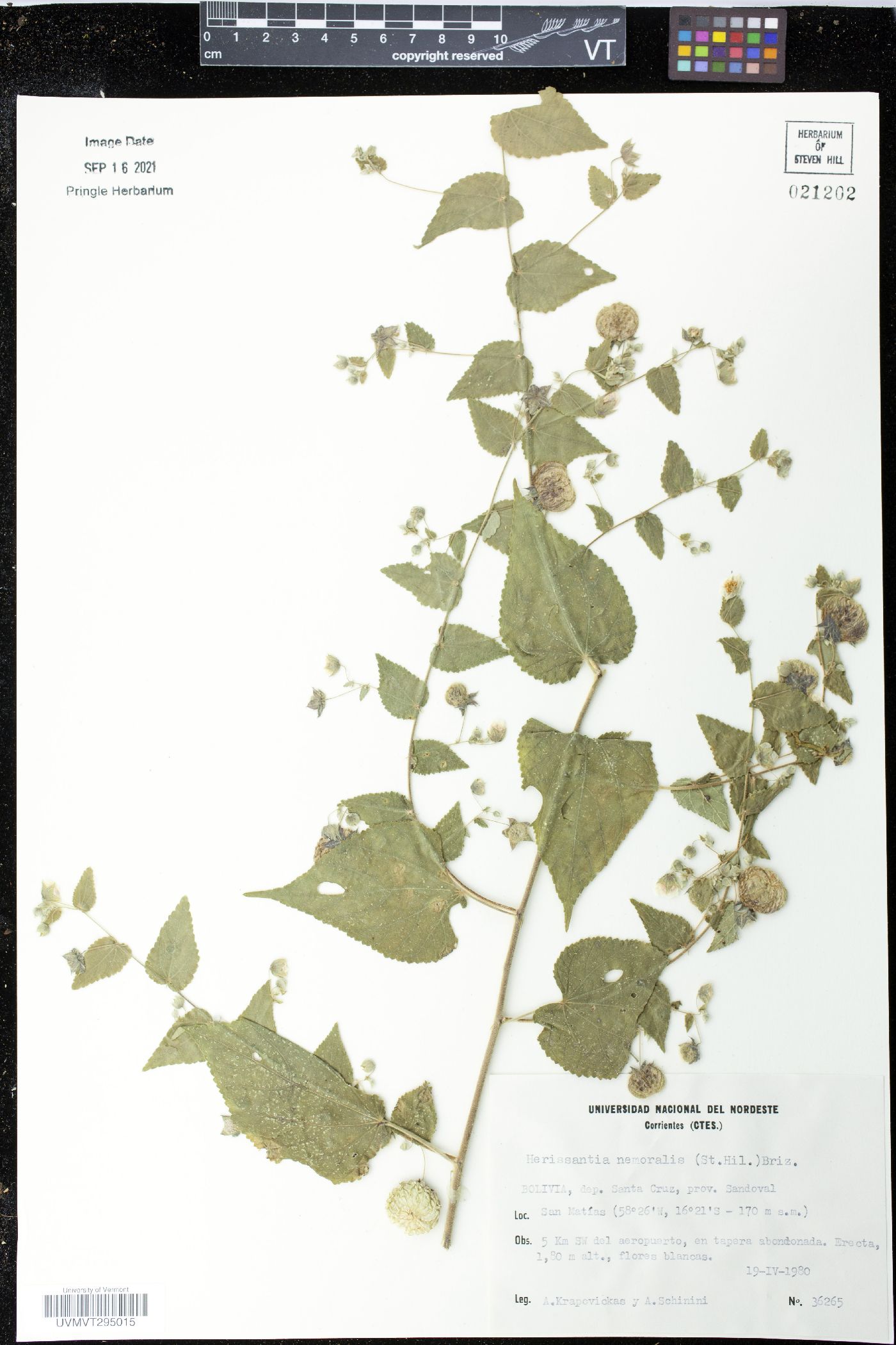 Herissantia nemoralis image