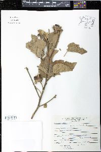 Image of Gossypium raimondii
