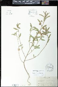 Malvastrum hispidum image