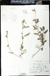 Pavonia betonicifolia image