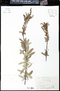 Sibiraea angustata image