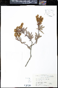 Image of Sibiraea angustata