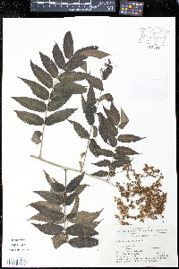 Sorbaria arborea image