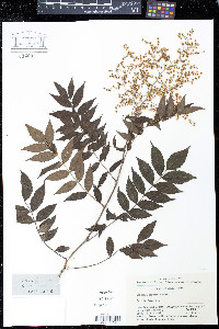 Sorbaria arborea image