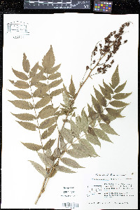 Sorbaria sorbifolia image