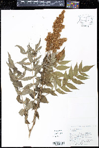 Sorbaria sorbifolia image