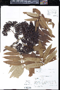 Sorbus americana image