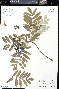 Sorbus aucuparia image