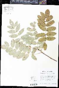 Sorbus decora image