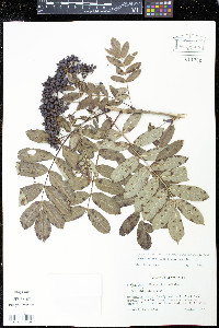 Sorbus decora image