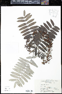 Sorbus scalaris image