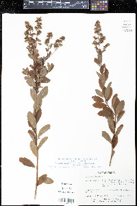 Spiraea alba var. latifolia image