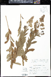 Spiraea alba image