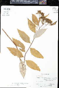 Spiraea japonica image