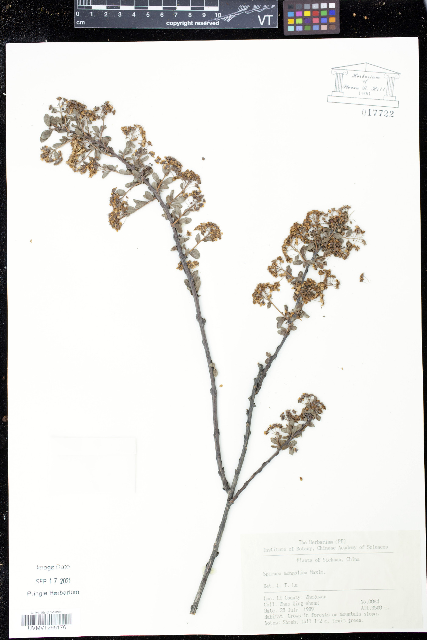 Spiraea mongolica image