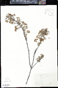 Image of Spiraea mongolica