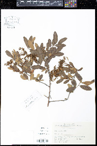 Image of Spiraea ovalis