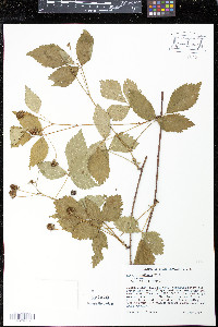 Rubus flagellaris image