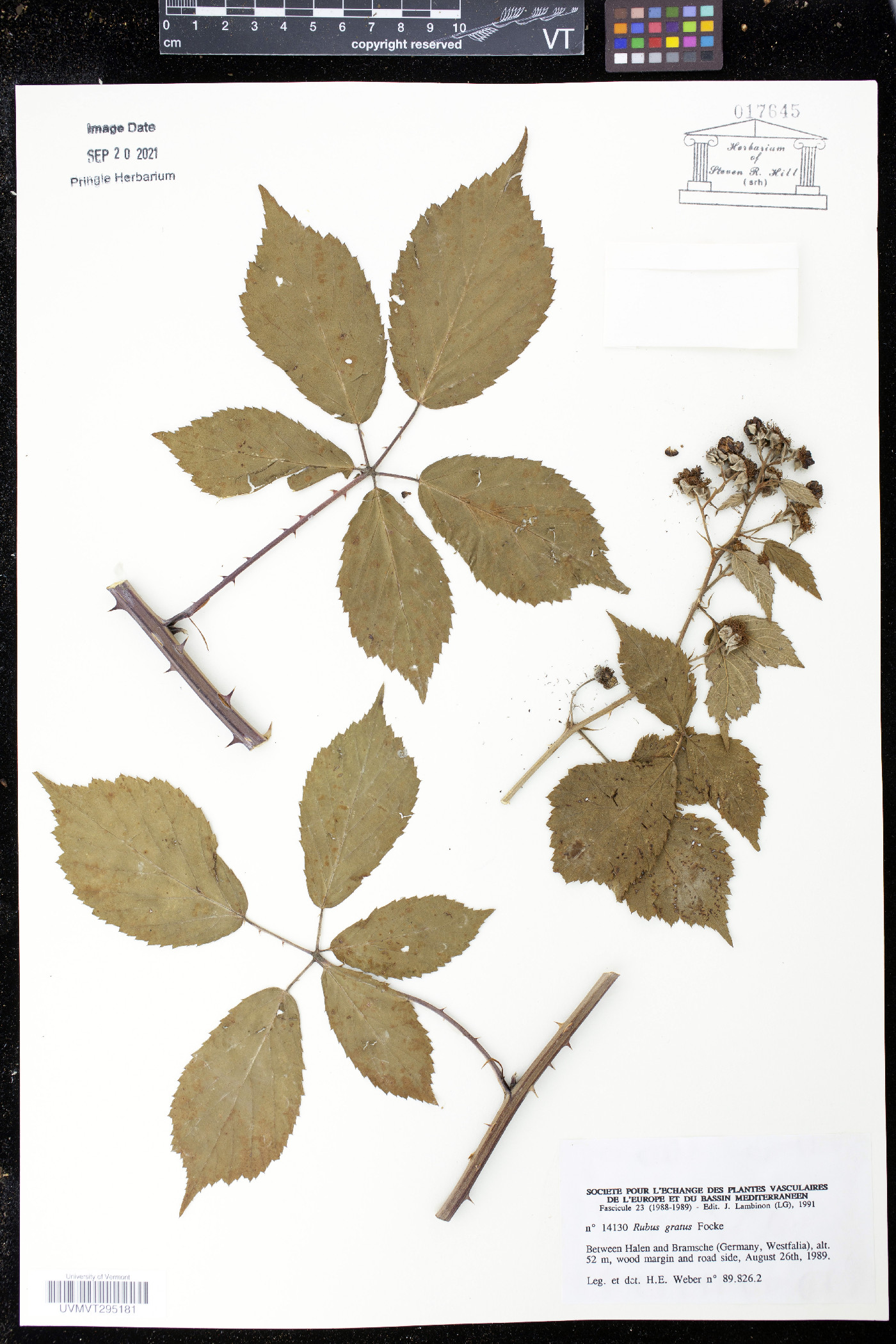 Rubus gratus image