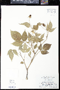 Rubus hirsutus image