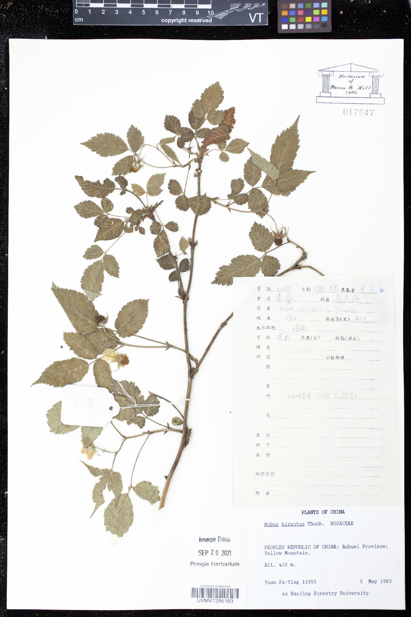 Rubus hirsutus image