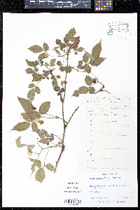 Rubus hirsutus image